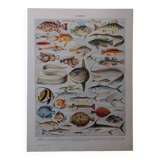 Original lithograph on fish