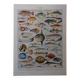 Lithographie originale sur les poissons