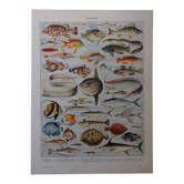 Lithographie originale sur les poissons