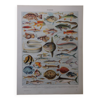 Lithographie originale sur les poissons