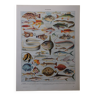 Lithographie originale sur les poissons