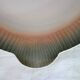 12 Digoin Sarreguemines fish plates from the 50s