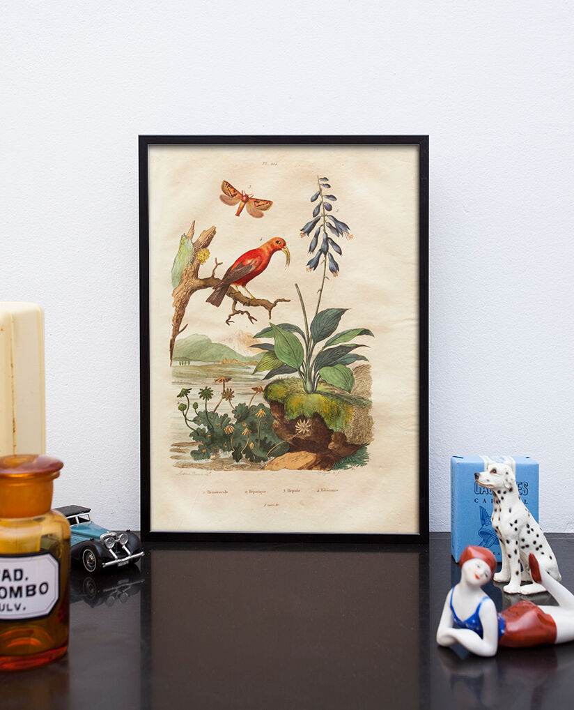 Vintage animal engraving - Buffon 1850