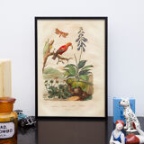 Vintage animal engraving - Buffon 1850