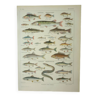 Gravure ancienne 1922, Poissons d'eau douce, pêche, espèces • Lithographie, Planche originale