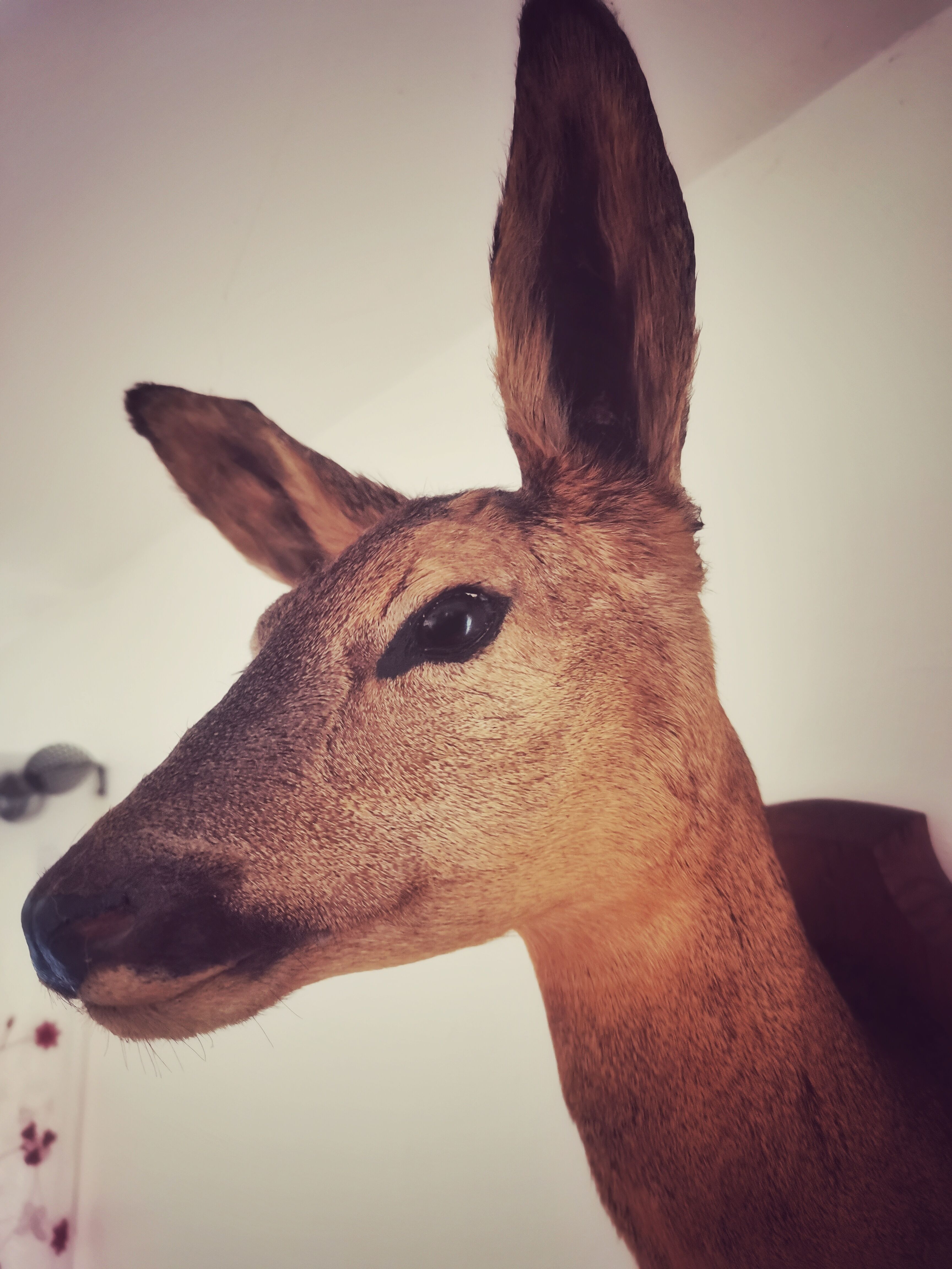 Doehead Hunting Trophy