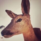 Doehead Hunting Trophy