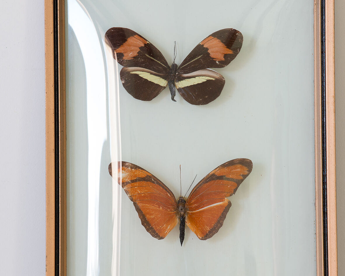Papillons encadrés
