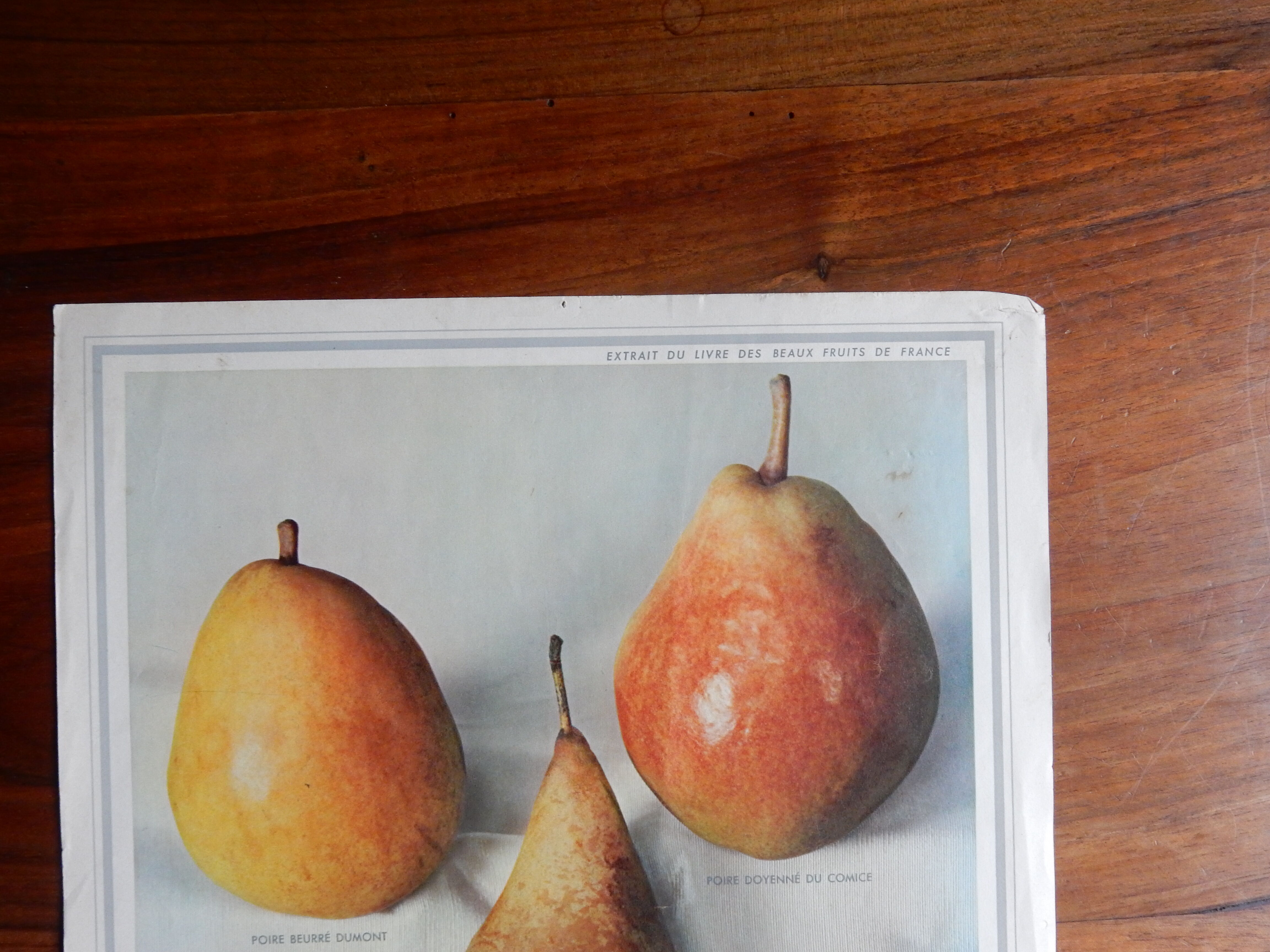 1947 pedagogic poster on pears