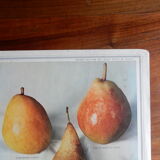 1947 pedagogic poster on pears