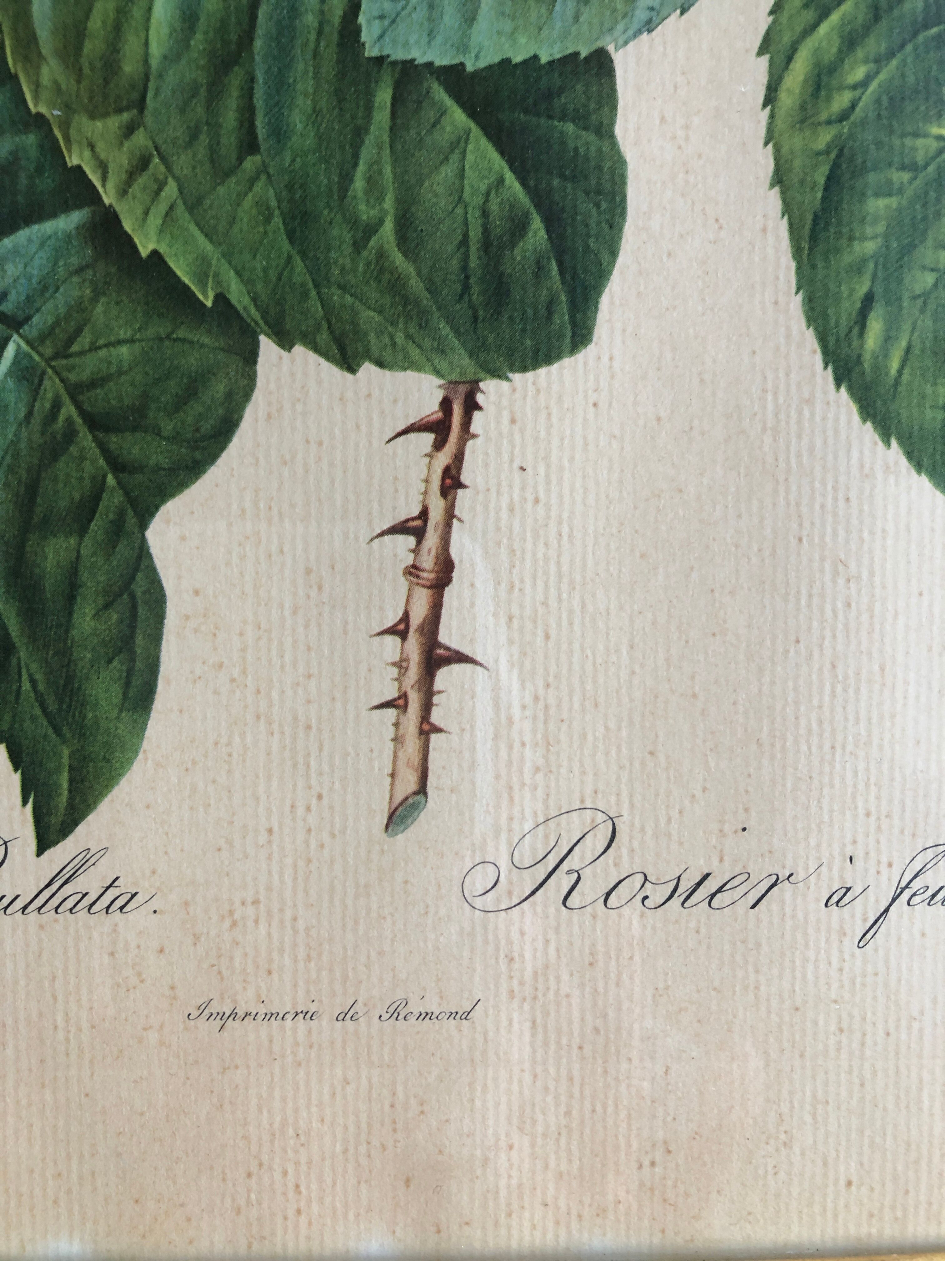 Engraving under glass botanical plank Rose with lettuce leaves