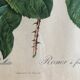 Engraving under glass botanical plank Rose with lettuce leaves