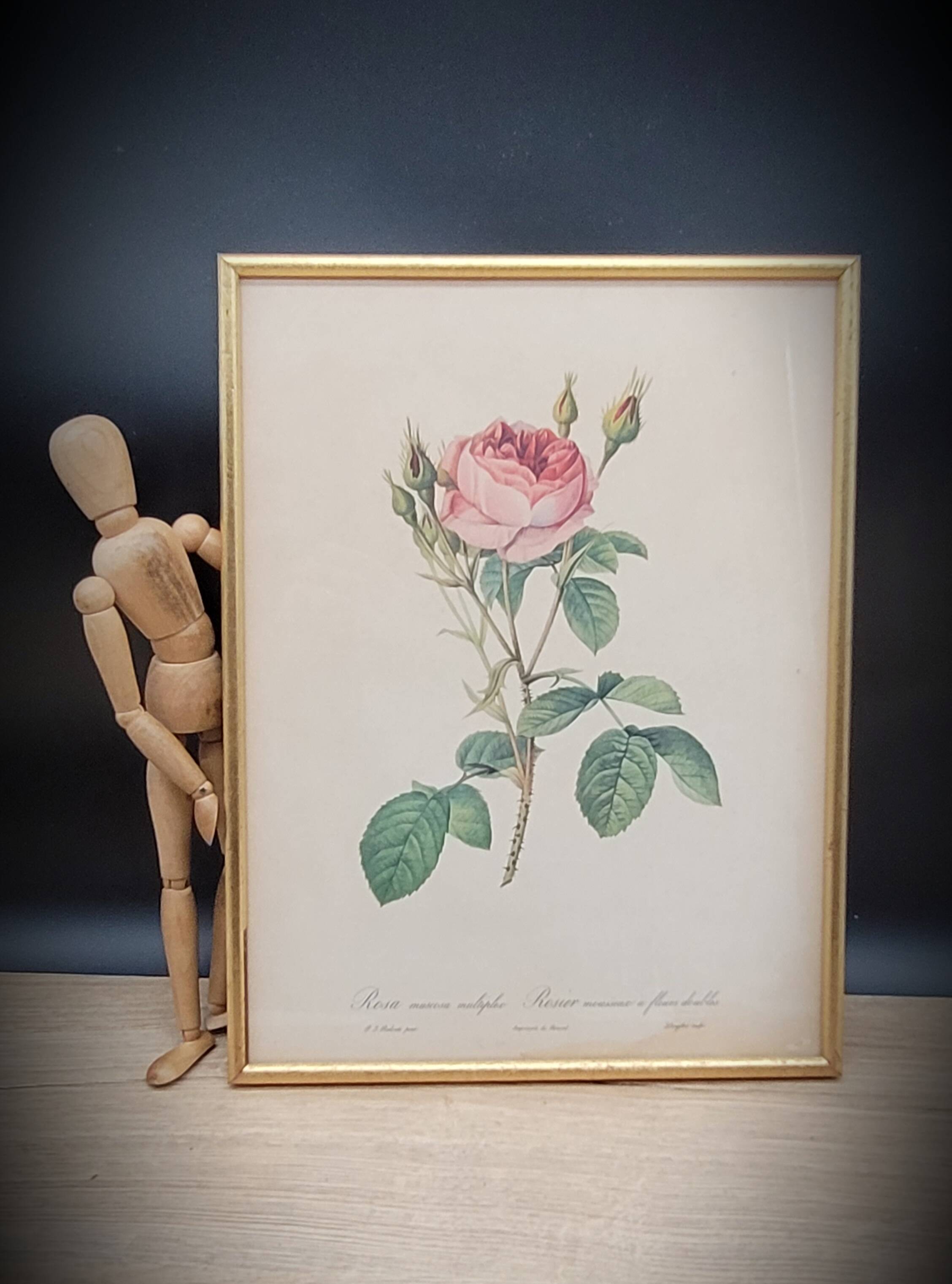 Lithograph Rose Sparkling flowers double flowers