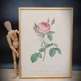 Lithograph Rose Sparkling flowers double flowers