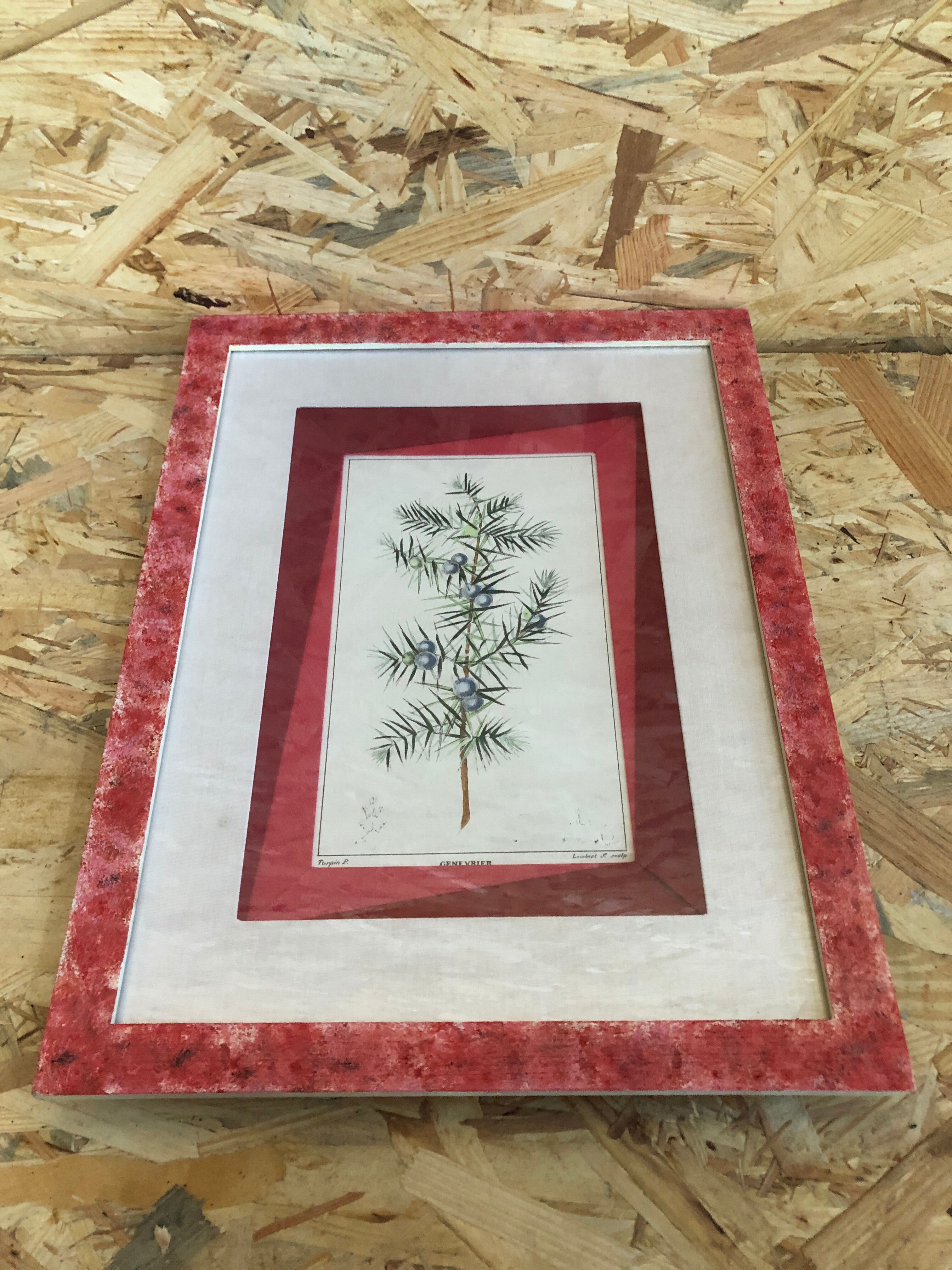 Old Botanical Board GENEVRIER + Fabric Bottom + Vintage RoseWood Frame