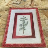Old Botanical Board GENEVRIER + Fabric Bottom + Vintage RoseWood Frame