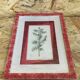 Planche botanique genevrier fond tissu cadre bois rose vintage