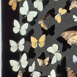 Collection d'une trentaine de magnifiques papillons naturalisés sous vitrine ouvrable