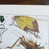 Lithograph on insects from 1928