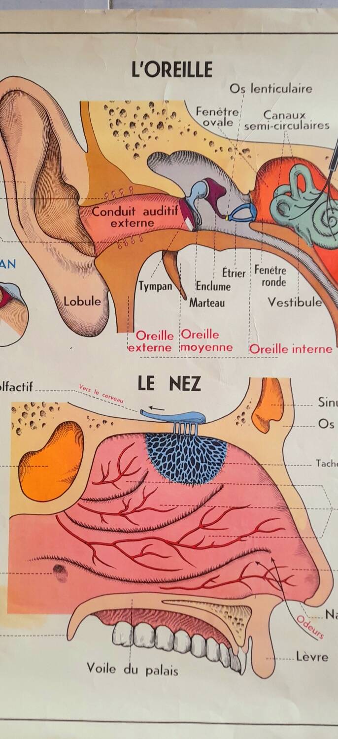 School poster the eye, the ear, the nose.