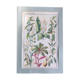 Botanical plate XIII
