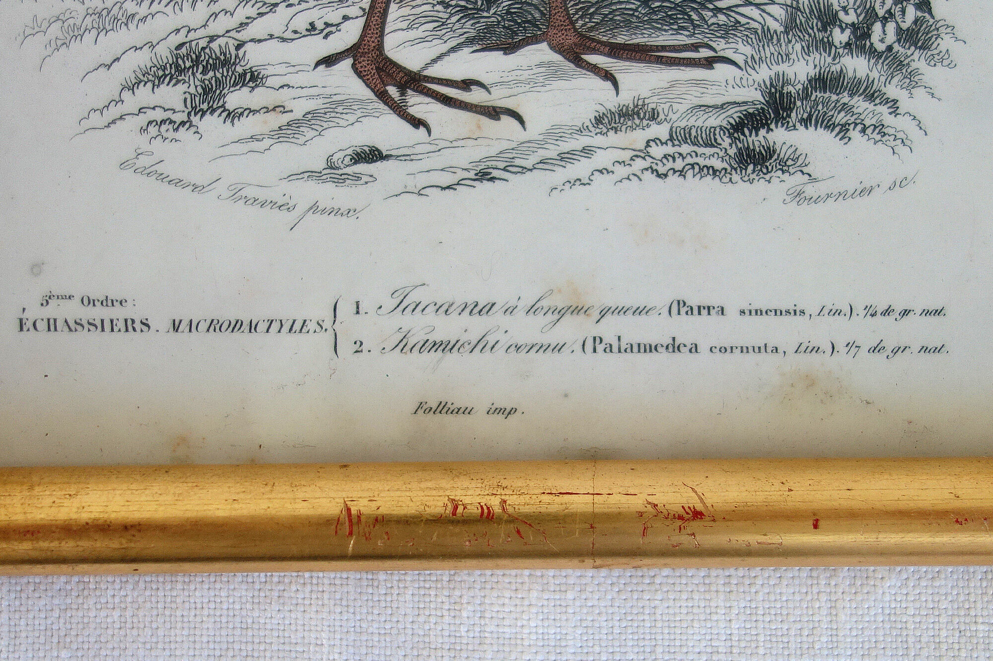 5 framed antique bird engravings