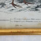 5 framed antique bird engravings