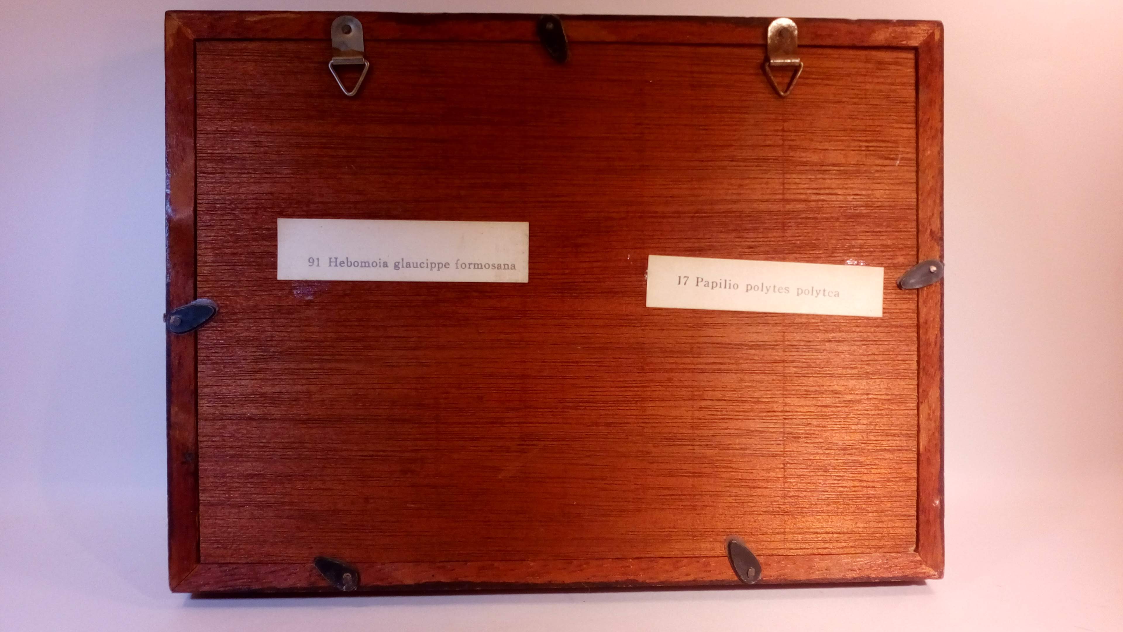 Duo of butterflies under glass