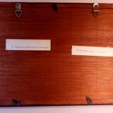 Duo of butterflies under glass