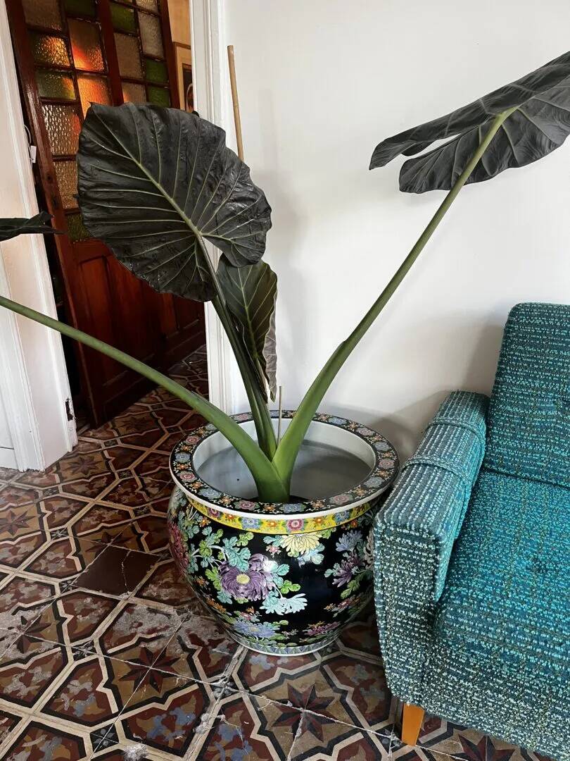 Pot de fleurs XXL asiatique