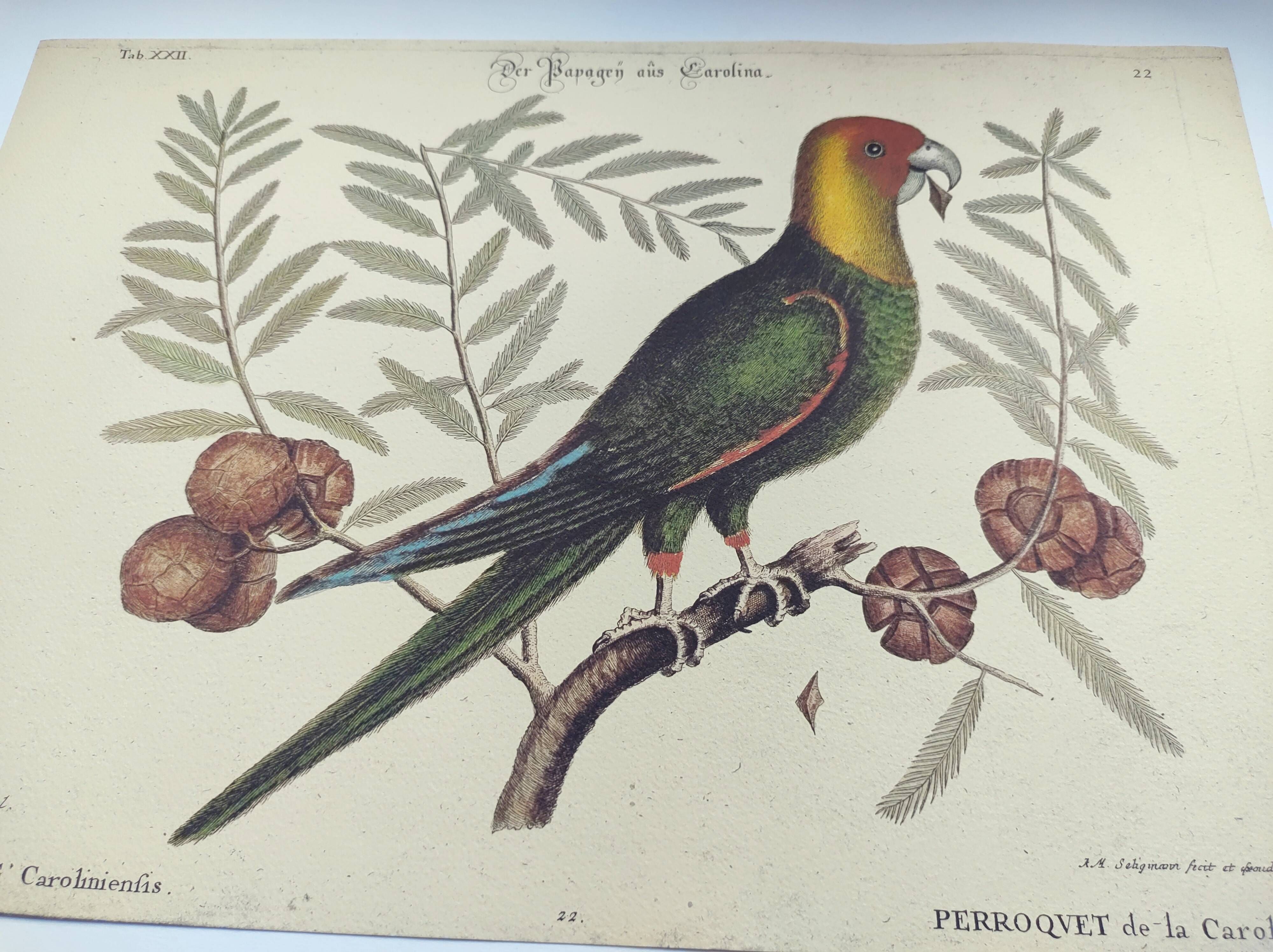 Old bird engraving -Carolina Parrot- Zoological plate by Seligmann & Catesby. 1973