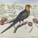 Old bird engraving -Carolina Parrot- Zoological plate by Seligmann & Catesby. 1973