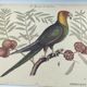 Old bird engraving -Carolina Parrot- Zoological plate by Seligmann & Catesby. 1973