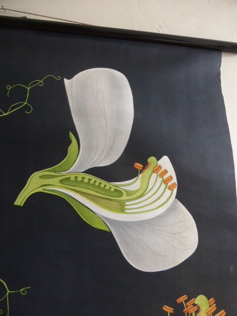 POIS botanical poster by Jung Koch Quentell, created in 1953, printed in Germany in 1985