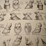 Lithographie sur l'anatomie du cheval (tête, croupe, sabots) - 1920