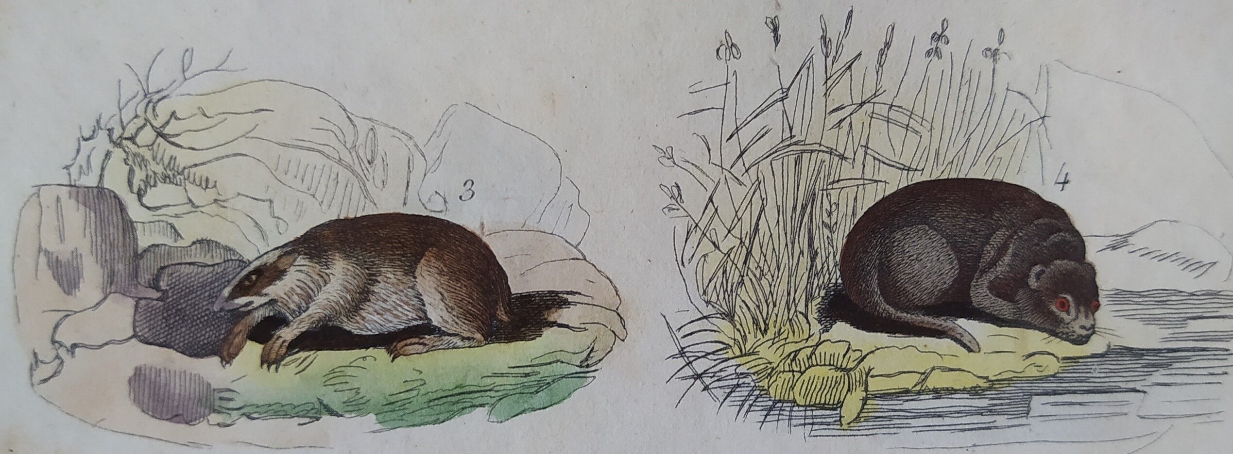 Original zoological plate "common fox & American fox, badger,... - Buffon 1838