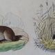 Original zoological plate "common fox & American fox, badger,... - Buffon 1838