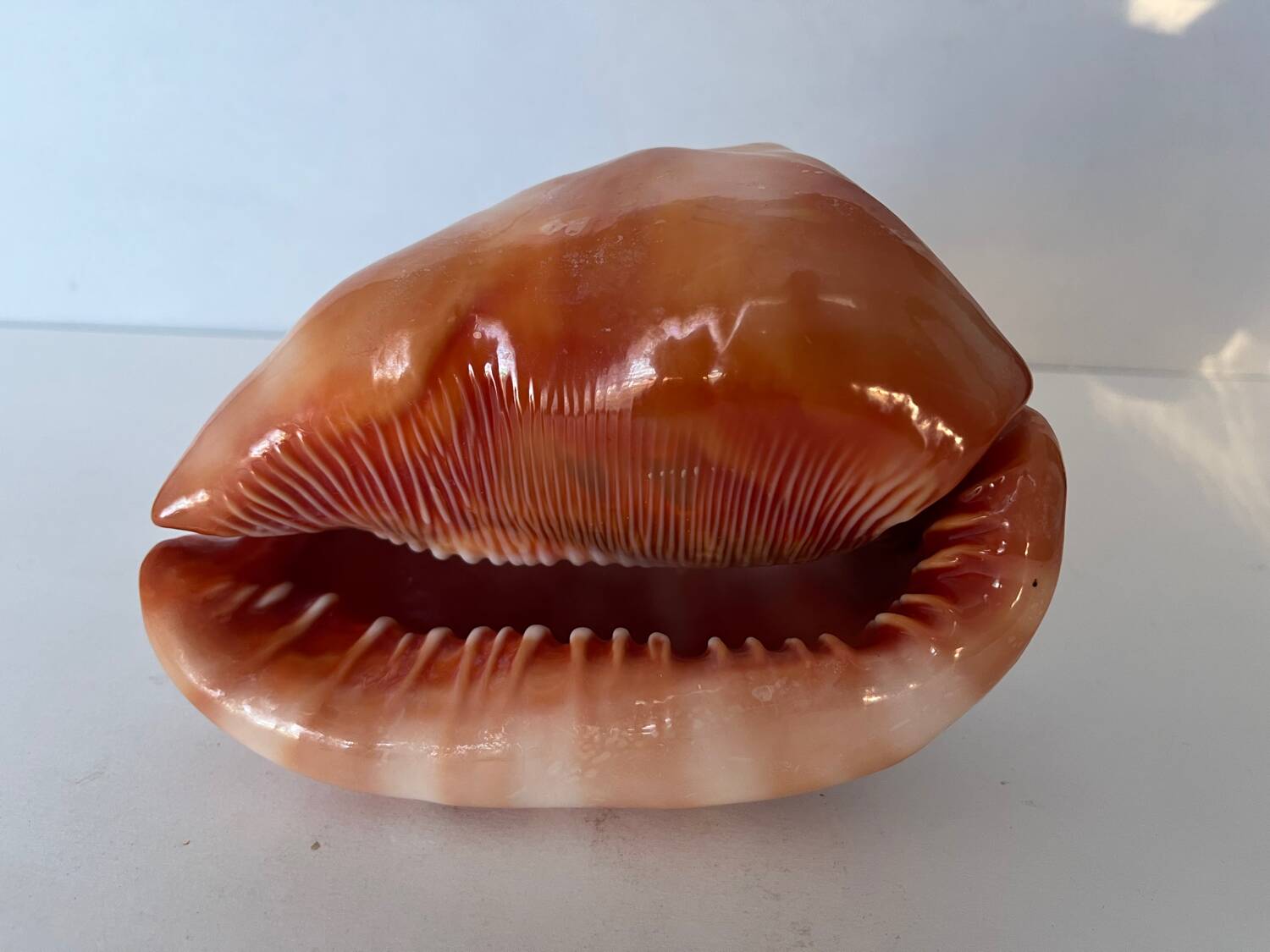 Ciprea blackcurrant rufa seashell