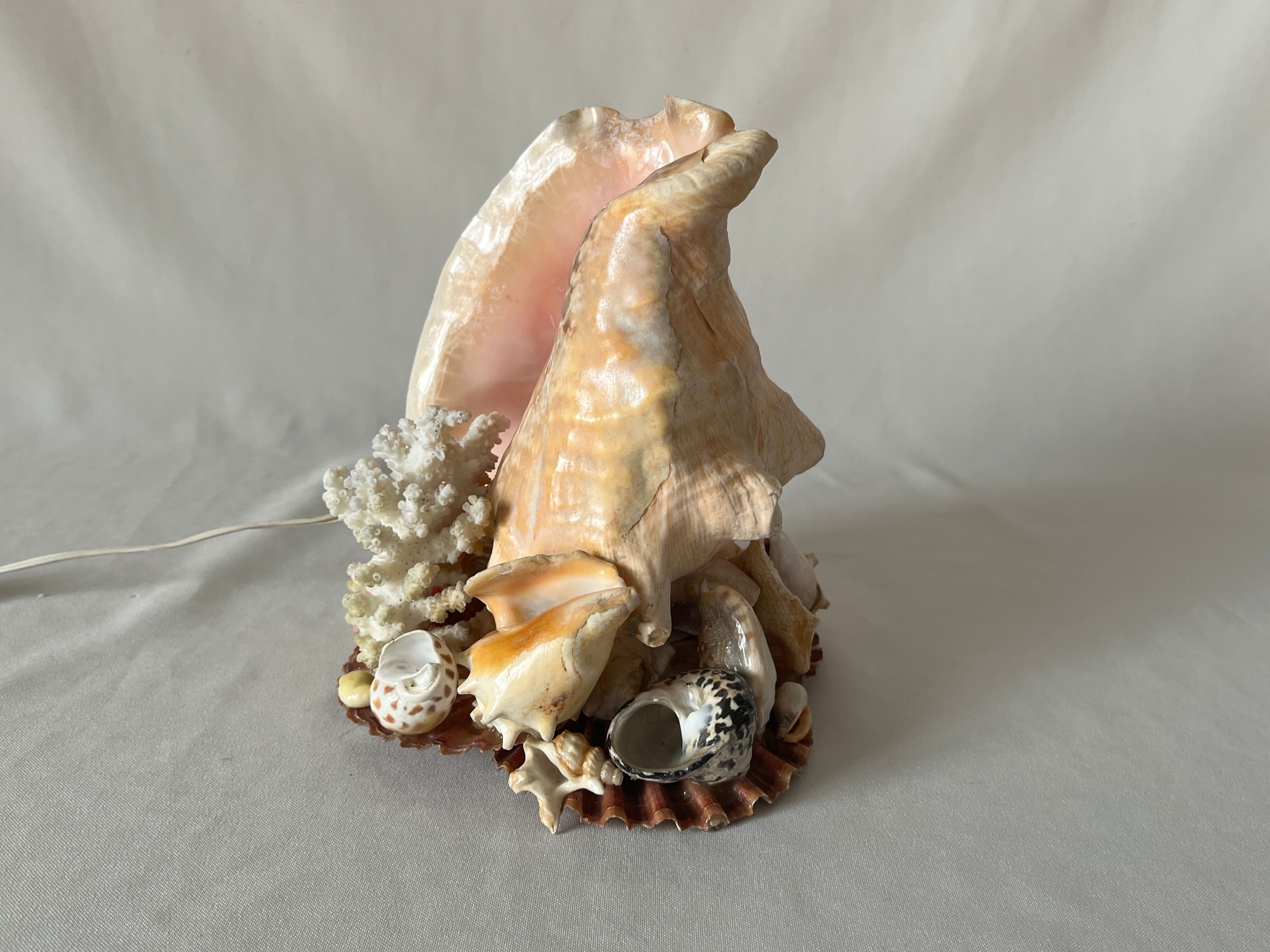 Lamp night light shell conch 1950 cabinet of curiosities seaside
