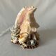 Lamp night light shell conch 1950 cabinet of curiosities seaside