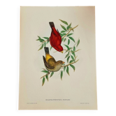 Lithograph of birds "Haematospiza sipahi" by J. Gould & H.C. Richter