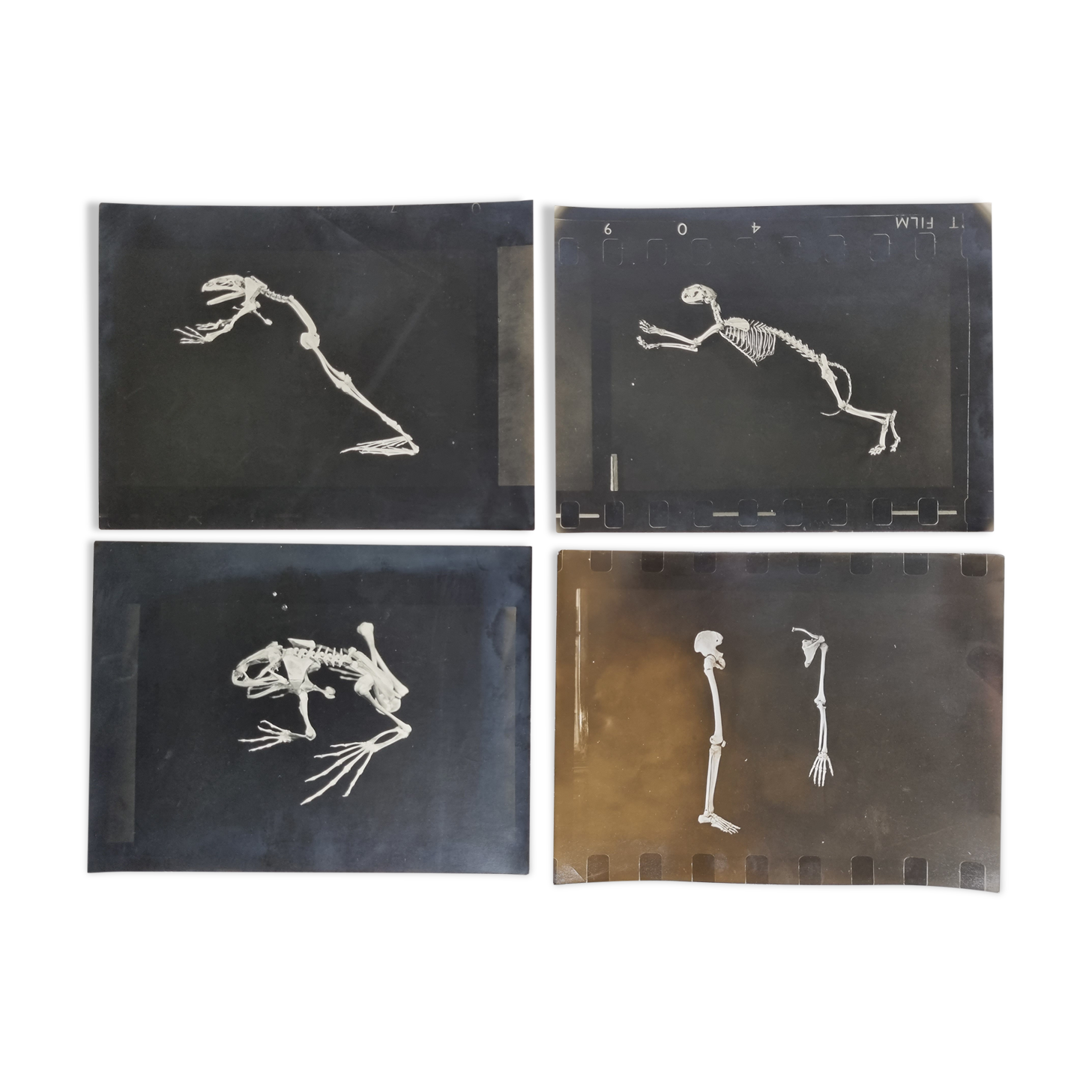 Cabinet of Curiosity, set of four anatomy photographs