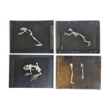 Cabinet of Curiosity, set of four anatomy photographs