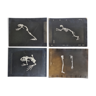 Cabinet of Curiosity, set of four anatomy photographs