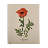 Watercolor of poppy flower - 1960