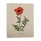 Aquarelle sur la fleur de pavot - 1960