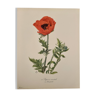Watercolor of poppy flower - 1960
