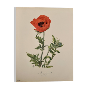Watercolor of poppy flower - 1960