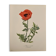Aquarelle sur la fleur de pavot - 1960