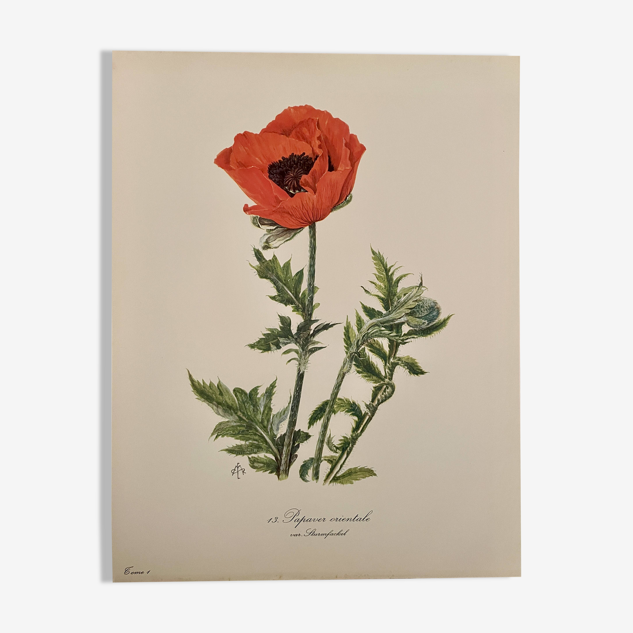 Aquarelle sur la fleur de pavot - 1960